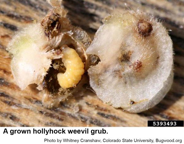 The heads of older hollyhock weevil grubs are brown.